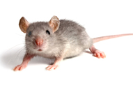 Ongoing Protection - Professional pest control process