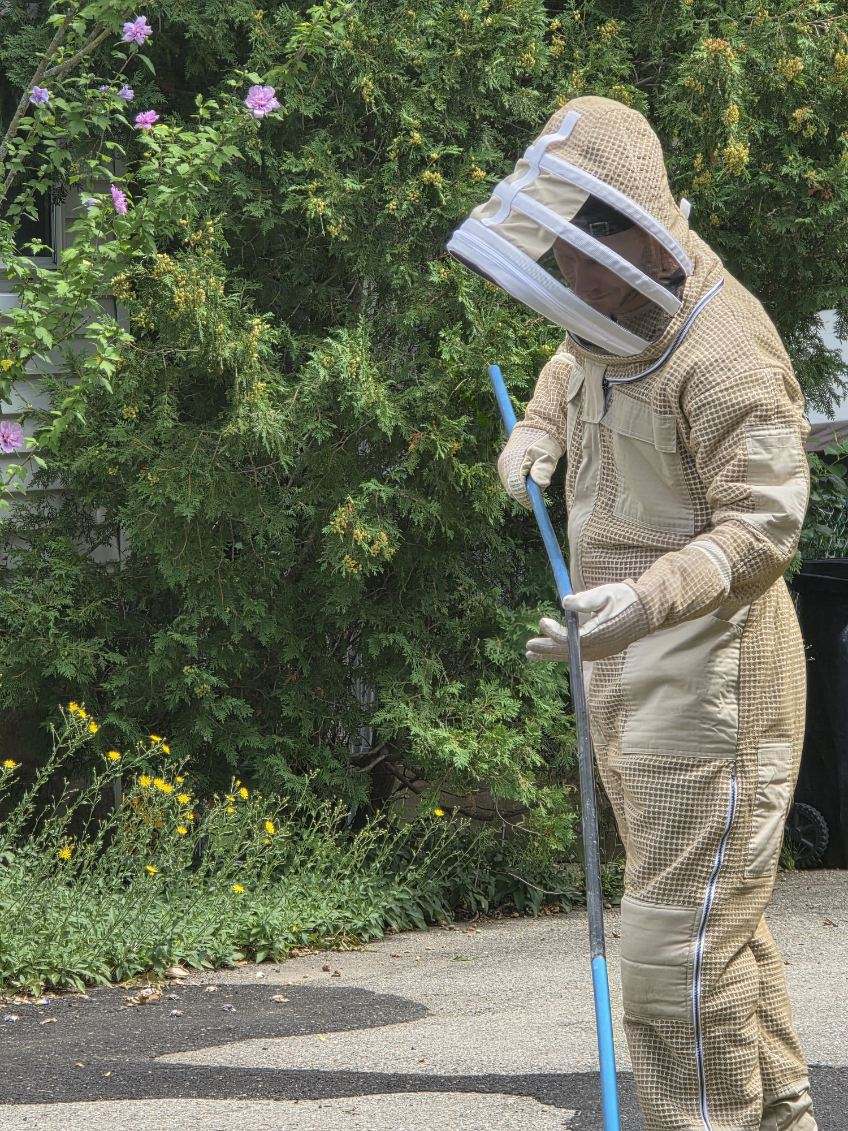 Professional bee removal specialist Rick in protective bee suit removing bees safely